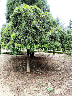 果园中的茂盛果树