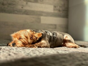 熟睡的约克夏犬