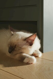 慵懒猫咪惬意趴桌小憩