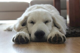 趴着的金毛犬