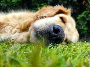 金毛犬惬意躺卧在绿草地上