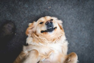 仰头微笑的可爱金毛犬