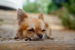 趴着的吉娃娃犬