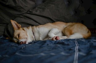 熟睡的柯基犬