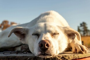 阳光下惬意休憩的白狗狗