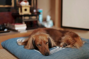 酣睡的长毛腊肠犬