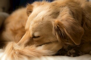 熟睡的金毛犬