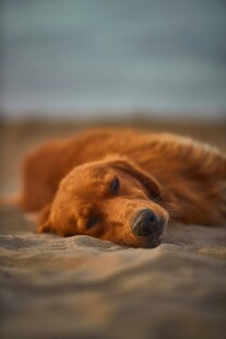 熟睡的金毛犬