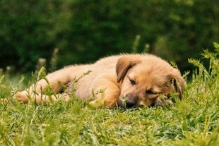 草地上小憩的可爱幼犬