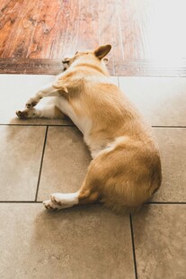 趴着休息的可爱小黄狗