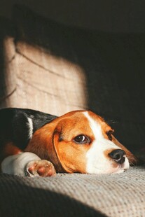 趴在沙发上的可爱小猎犬