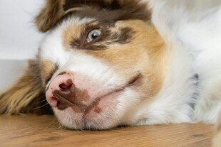 趴着的三色狗狗超可爱