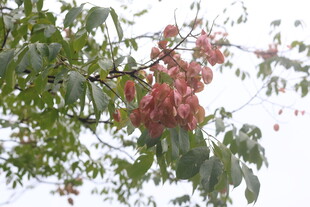 栾树