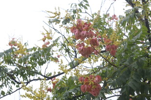 栾树