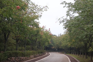 林间蜿蜒小路