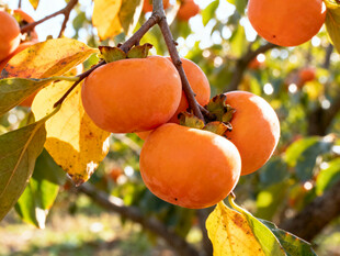 枝头挂着饱满的橙色柿子