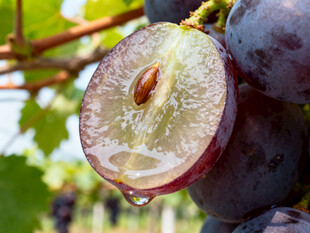 紫葡萄切面特写