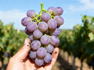 手捧紫葡萄