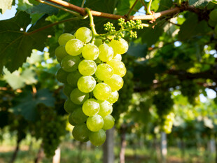 晶莹绿葡萄挂于枝头