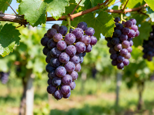 葡萄藤上的紫葡萄串