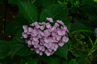 绣球花  