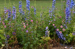 高翠雀花  