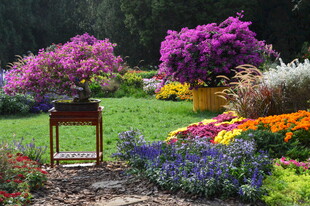 三角梅  