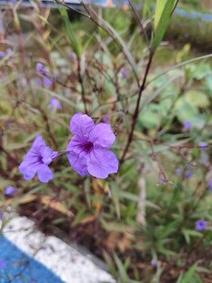 蝴蝶草蝴蝶花