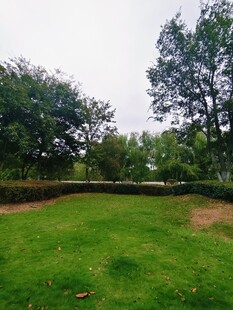 翠绿草坪