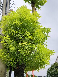 翠绿繁茂 绿树
