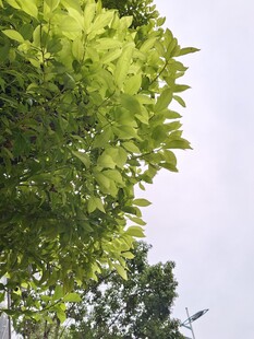 翠绿树叶 天空