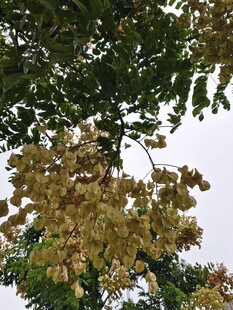 栾树枝头果实