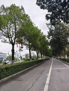 林荫大道