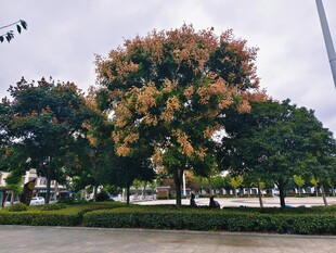 彩斑斓的栾树