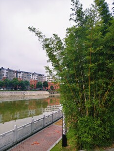 河畔竹林边