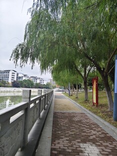 河畔林荫步道