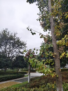 秋日公园