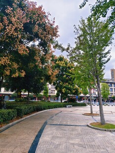 城市林荫步道