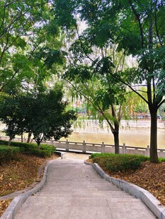 公园林荫小道