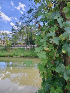 河畔绿植环绕