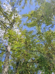 蓝天绿树