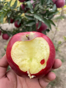 苹果