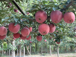 苹果栽培