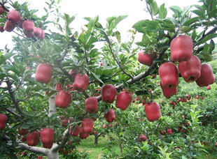 苹果栽培