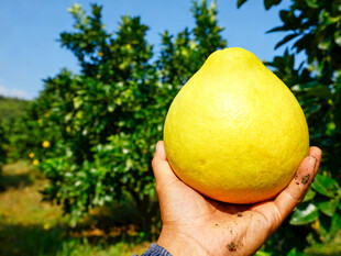 手捧金黄饱满的新鲜柚子
