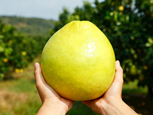 双手捧起的新鲜大柚子
