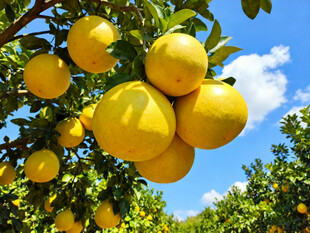 树上的柚子