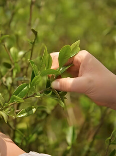 采摘茶叶