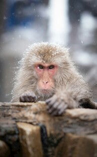 可爱雪猴趴在木头上