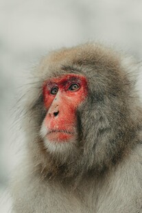日本雪猴特写